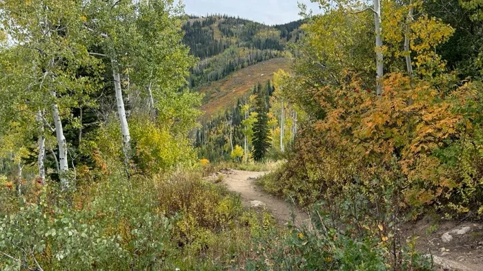 Singletrack through yellow aspens at the Steamboat bike park