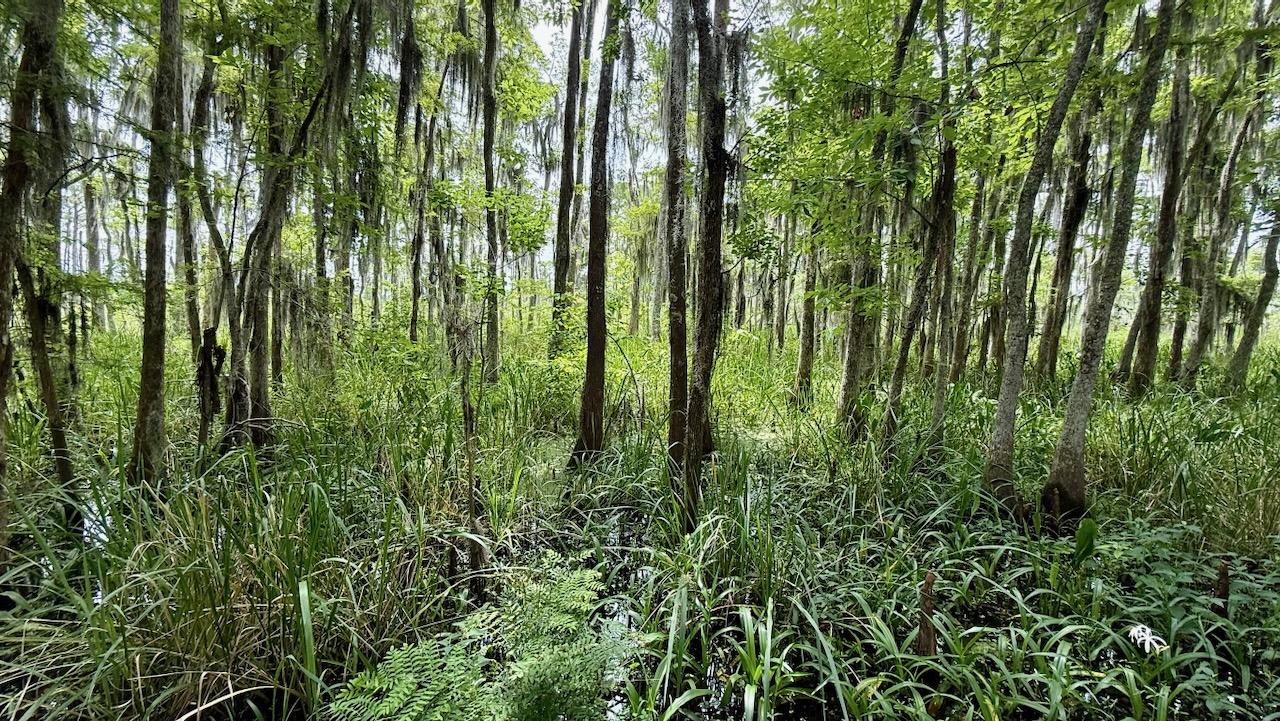 Cypress trees draped in Spanish moss over a swamp