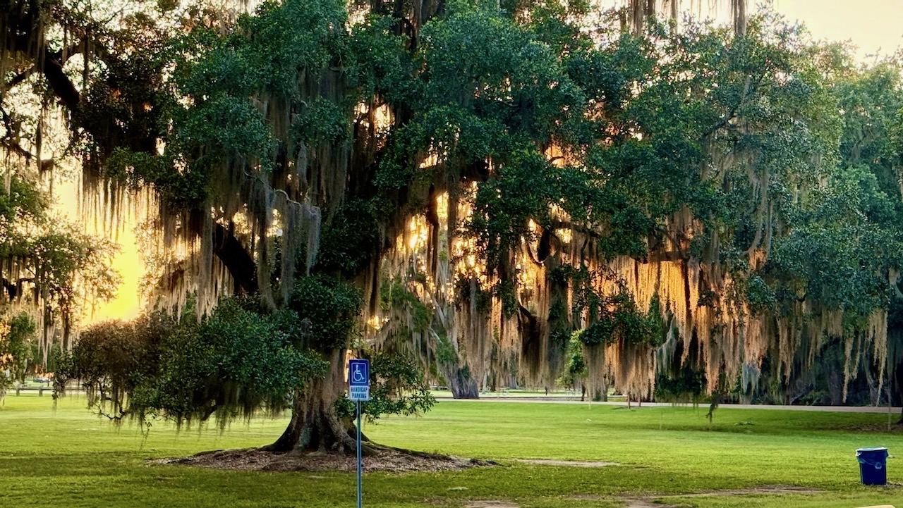 A live oak draped in Spanish moss at sunset, Fontainebleau State Park, Louisiana