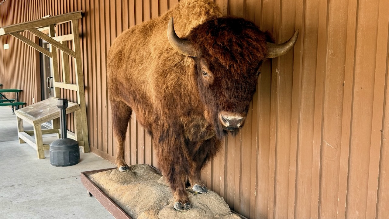 A taxidermy bison, the only one we found on the whole trip